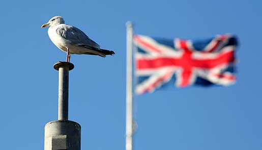 UK’s Seagull Attack Hotspots